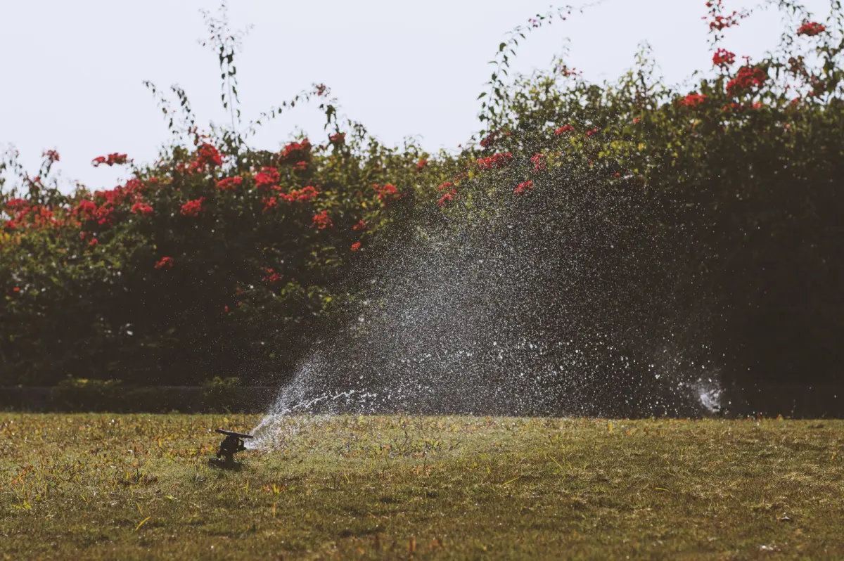 A healthy lawn close up